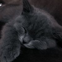 ねむいぐみ