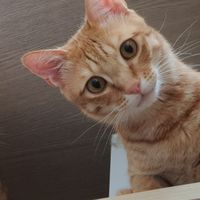 金喵喵團團go／給毛小孩最適合最好的／寵物嚴選好物／胖胖貓的福星😻😻😻