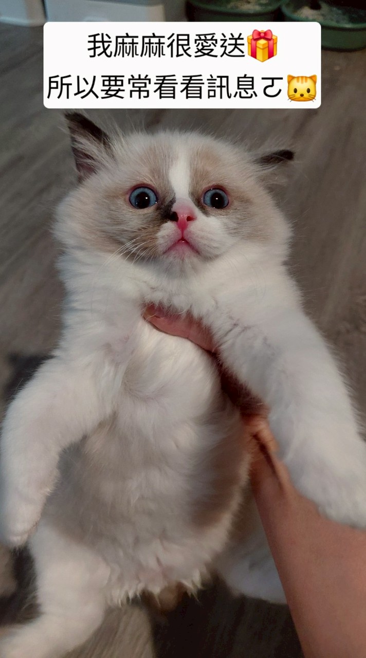 【貓咪療癒所】特級撿大便宜小分隊