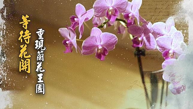 等待花開重現蘭花王國 保育大串聯 華視新聞雜誌 華視新聞 Line Today