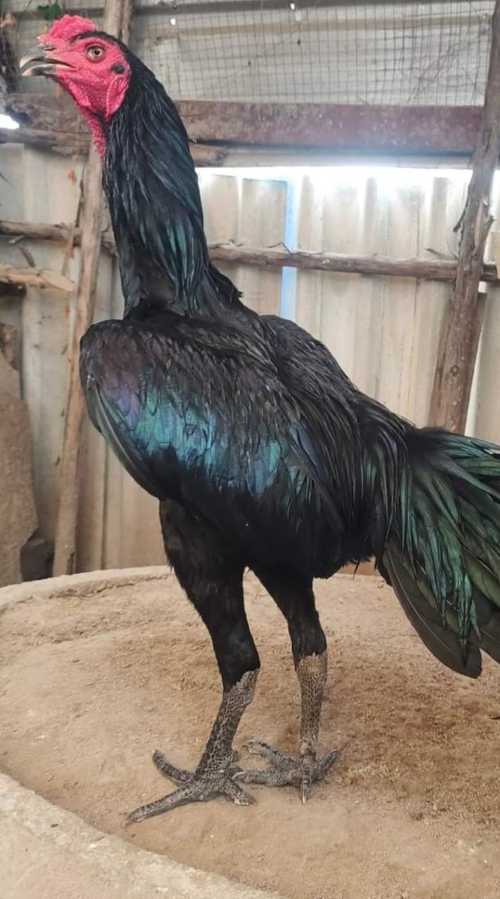 ไก่สวยงาม ภูพานนครฟาร์ม