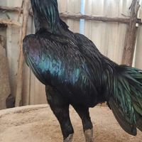 ไก่สวยงาม ภูพานนครฟาร์ม