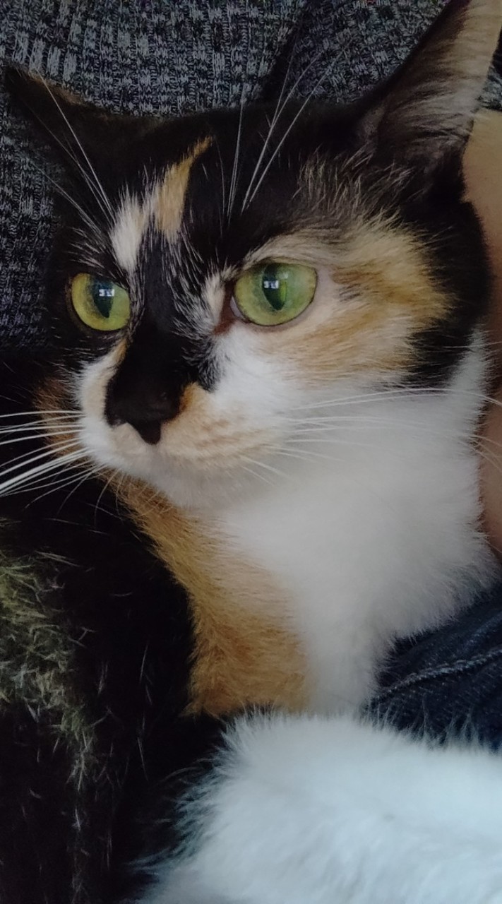 👑𓃠猫の健康、ケアにつて飼い主同士で情報交換、お悩みを共有する部屋𓃠👑【a.r.t】