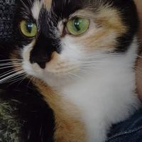 👑𓃠猫の健康、ケアにつて飼い主同士で情報交換、お悩みを共有する部屋𓃠👑【a.r.t】