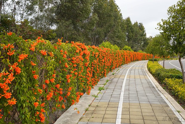 后科路炮仗花