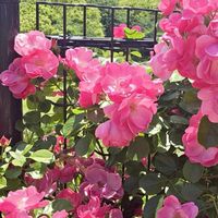 1976年、1977年産まれ！とにかく明るい！お部屋*\(^o^)/*夏物語