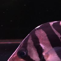 🐯🐯虎魚交流群🐯🐯