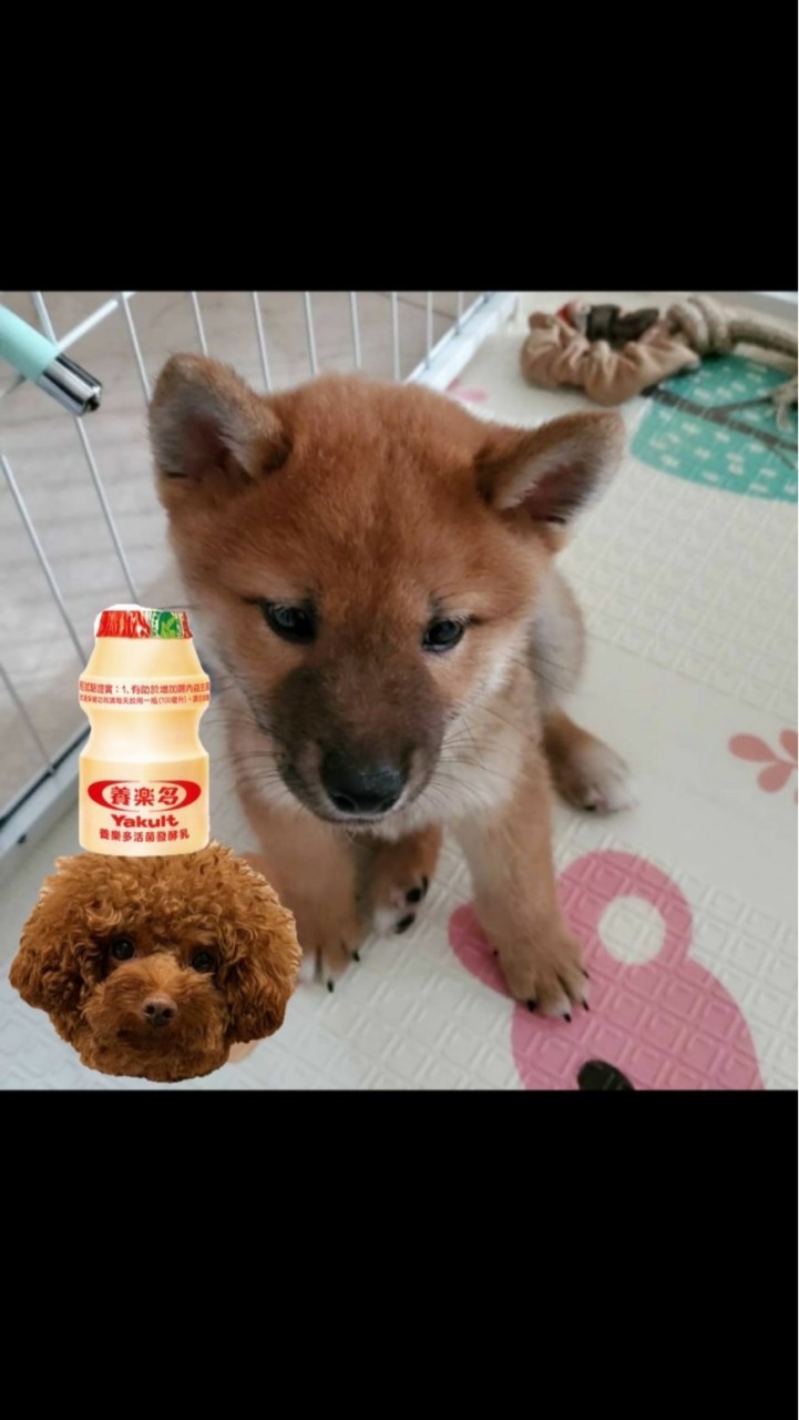 財財弟弟喝多多粉絲群🐶