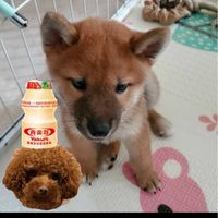 財財弟弟喝多多粉絲群🐶