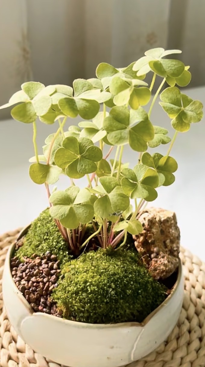 Run Club For Anti Depression and Panic