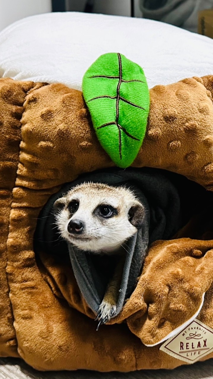 狐獴Meerkat 分享飼養生活