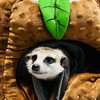 狐獴Meerkat 分享飼養生活