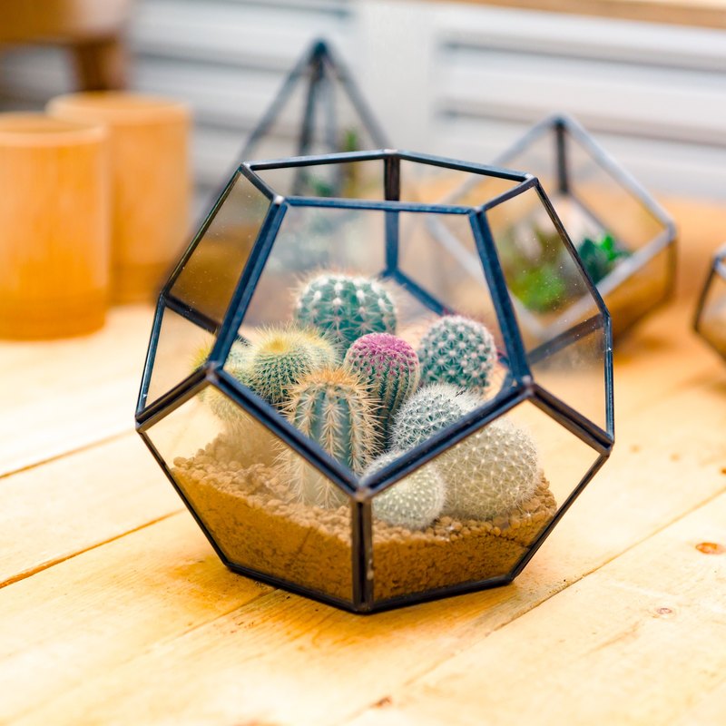 ❉品名：立方足球多肉植物 ❉出品：微景設計工作室「植物就是最好的禮物，讓自然與我們更親近」