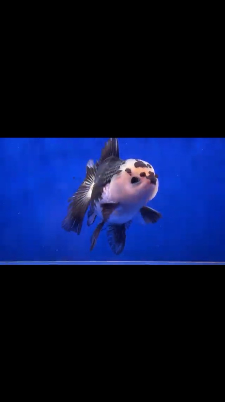 漁寶貝觀賞魚（台中團購群）