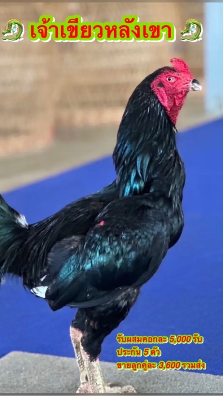 เจ้าเขียวหลังเขา มังกรหลังเขา