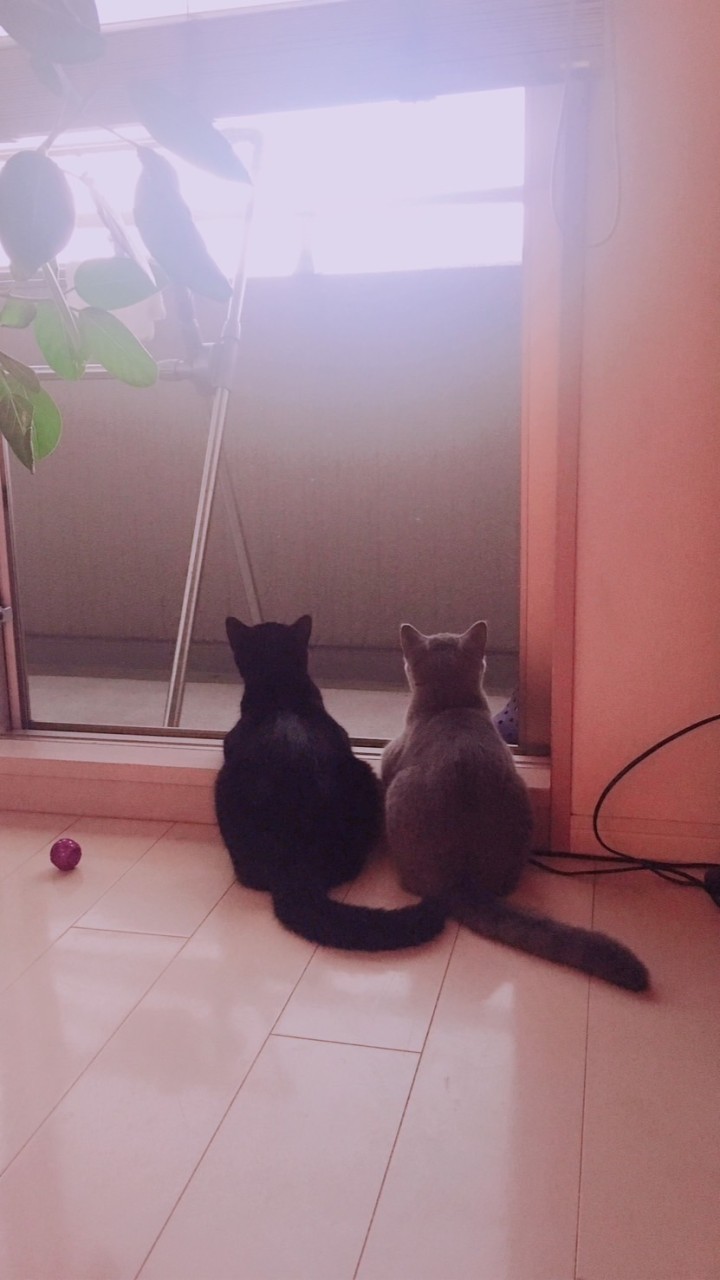 🐈‍⬛猫カフェ🌙