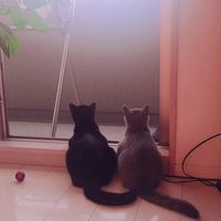 🐈‍⬛猫カフェ🌙