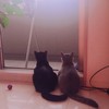 🐈‍⬛猫カフェ🌙
