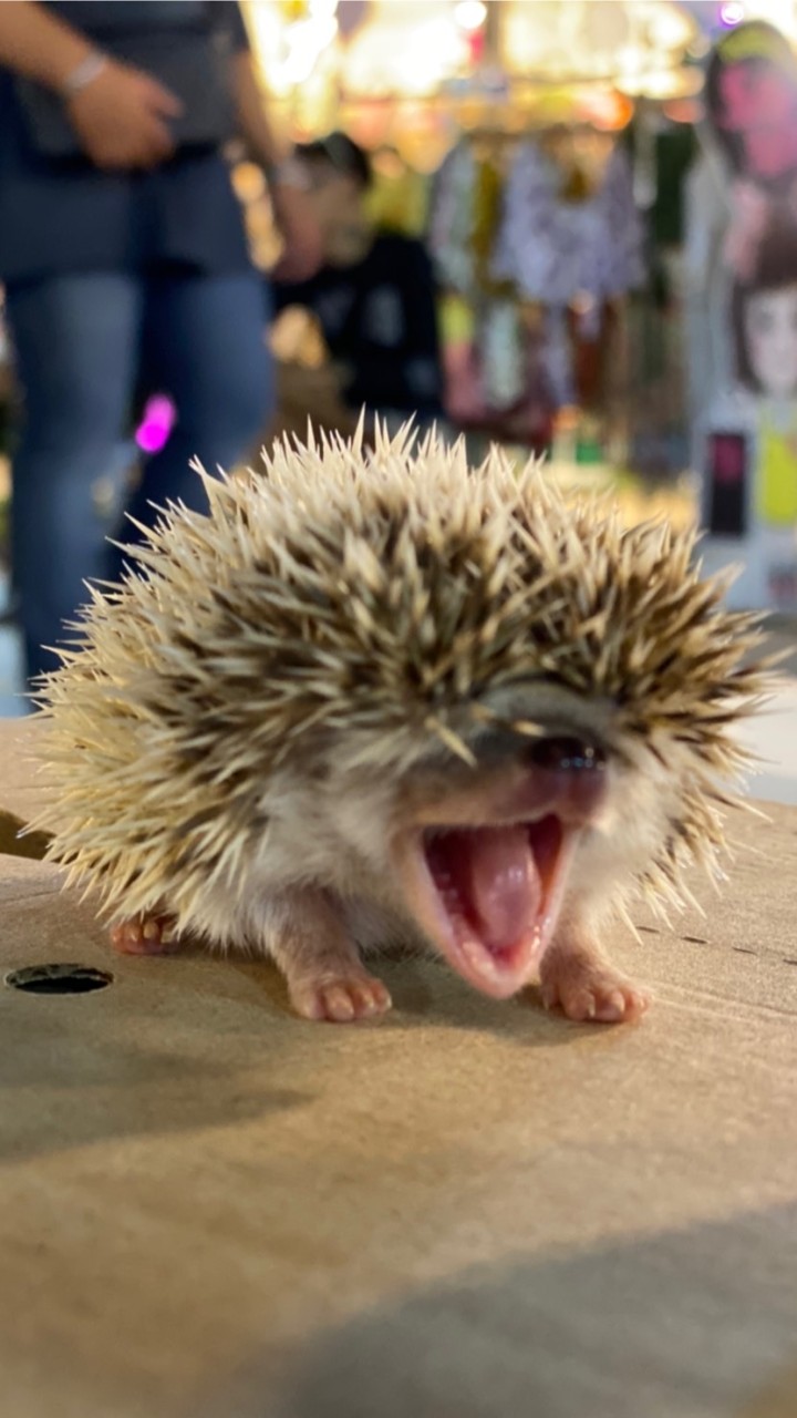 สัตว์เลี้ยงเด็กหอ🦔🐇🐾