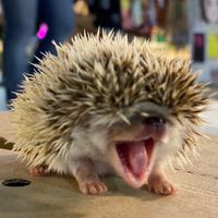 สัตว์เลี้ยงเด็กหอ🦔🐇🐾