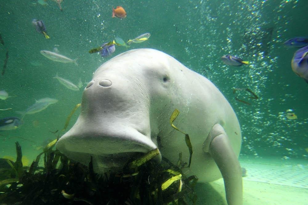 鳥羽水族館の楽しみ方完全ガイド 日本で唯一のジュゴンに会いに行こう ウォーカープラス