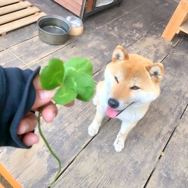 甘えん坊な犬の特徴や犬種って