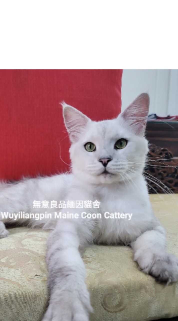 緬因貓找新家~無意良品緬因貓舍 Wuyiliangpin Maine Coon Cattery