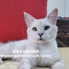 緬因貓找新家~無意良品緬因貓舍 Wuyiliangpin Maine Coon Cattery