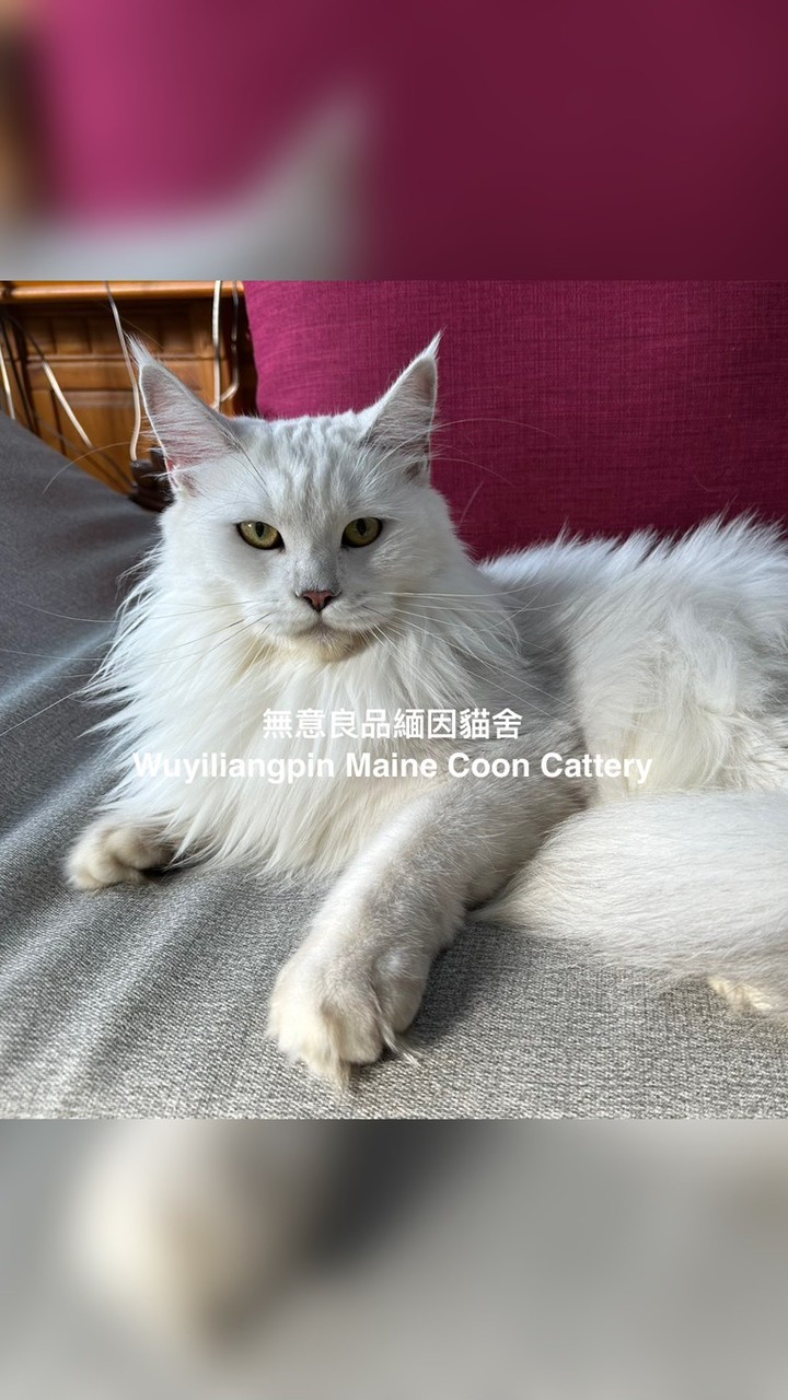 緬因貓找新家~無意良品緬因貓舍 Wuyiliangpin Maine Coon Cattery