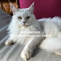 緬因貓找新家~無意良品緬因貓舍 Wuyiliangpin Maine Coon Cattery