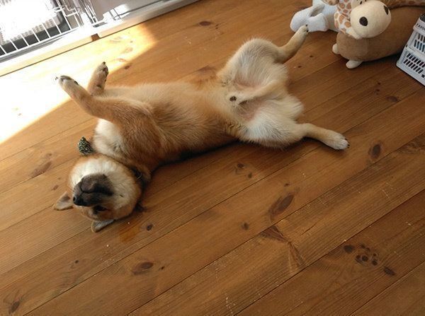 ぬいぐるみが無残な姿 柴犬 やったのは僕です のドヤ顔