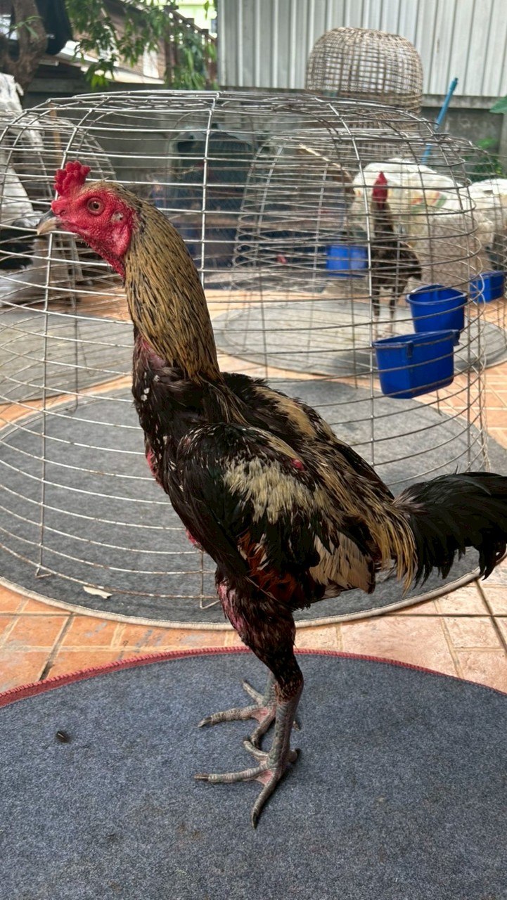 เกียรติ ไกรลาศ