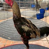 เกียรติ ไกรลาศ