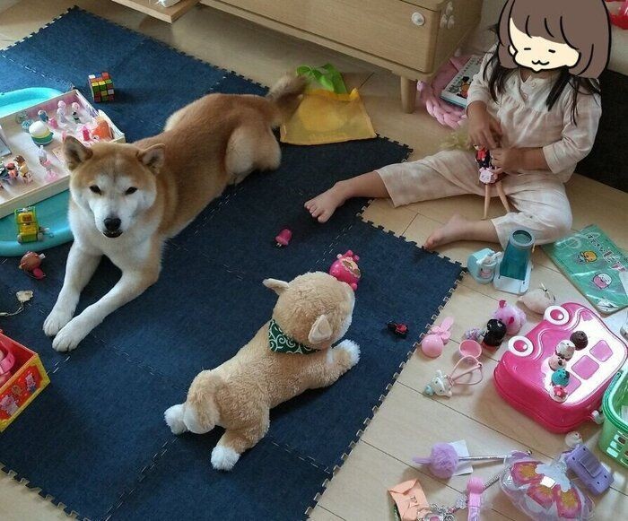 雨が続くと困る 娘と柴犬タロさんのしぐさ