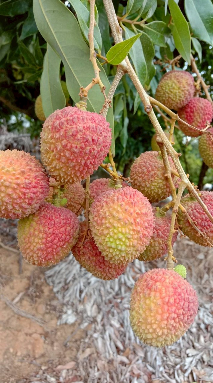大樹玉荷包1斤100元