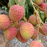 大樹玉荷包1斤130元