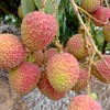 大樹玉荷包1斤100元