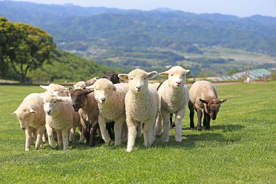 牛や馬などの動物たちとの触れ合い おいしい牧場グルメを堪能 マザー牧場の楽しみ方