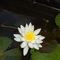 鹿児島インコ・オウム仲間の集い