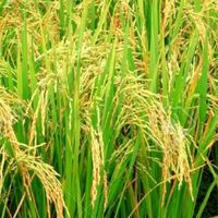 กลุ่มผลิตสินค้าข้าวครบวงจร