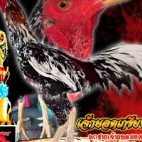 ป.ภัทรชน ฟาร์ม