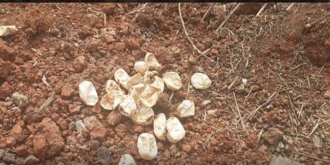 30 Cangkang Telur Kobra Ditemukan Di Perumahan Bekasi Timur