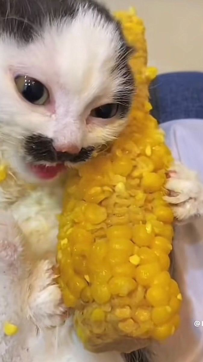 หาอาวี