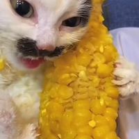 หาอาวี