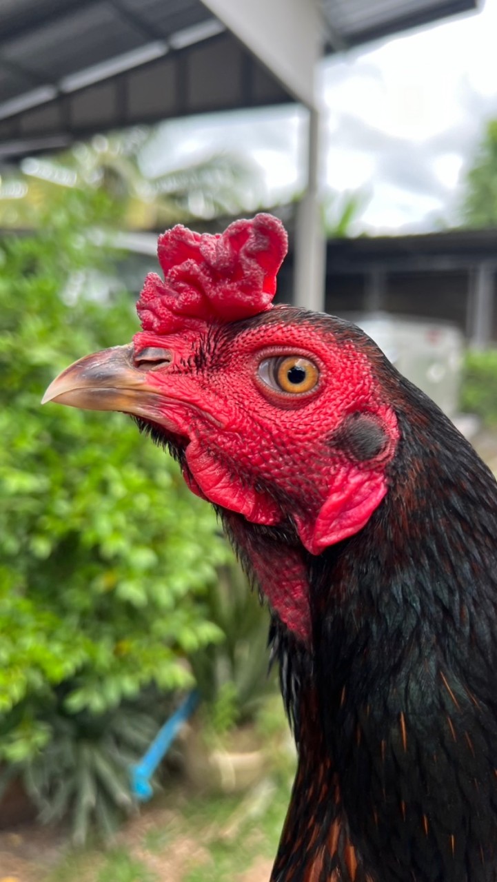 โก้ ชนะเจริญฟาร์ม อำนาจเจริญ