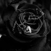 歪　ンダ　薔薇　ハ　美　シク　H Q🌹