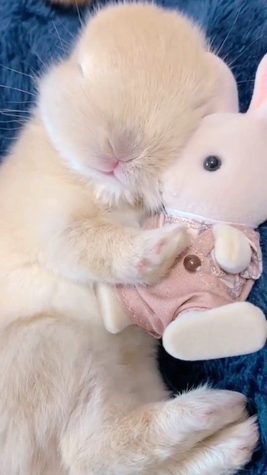 ˖ ࣪ ִֶָ   🍒⊹ ིྀ กลุ่มสิทธิ์ขาดของน้องเปป ♡⃟  ༘ 🐬