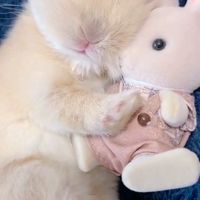 ˖ ࣪ ִֶָ   🍒⊹ ིྀ กลุ่มสิทธิ์ขาดของน้องเปป ♡⃟  ༘ 🐬