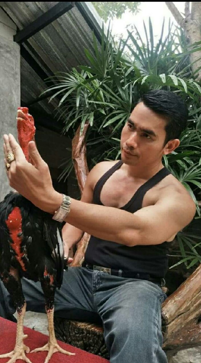 ป.พล ฟาร์ม เปิดประตูสู่ๆศิลปะการต่อสู้ไก่ชนไทย