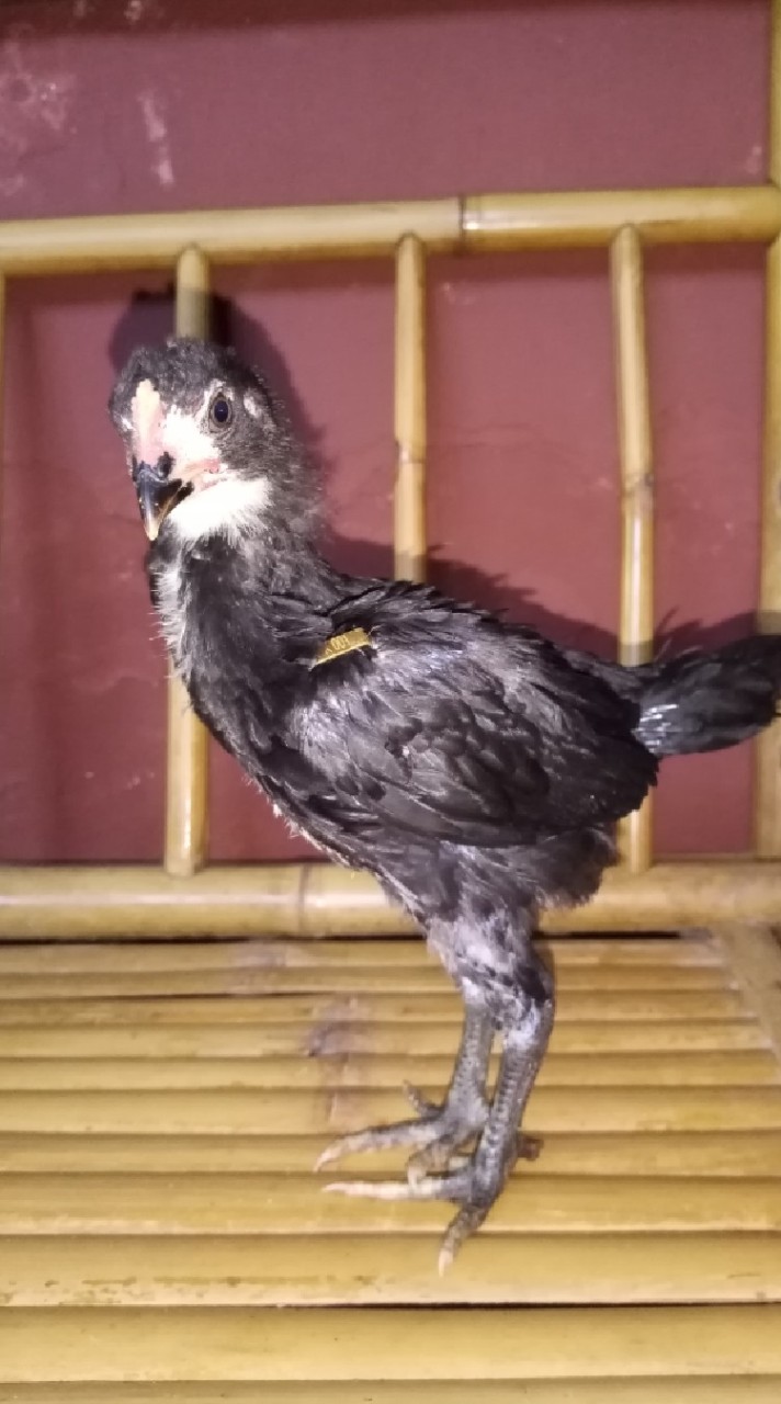 ขายลูกไก่​ ส.จักรพงษ์​ฟาร์ม​ 2